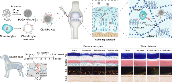 仿生软骨细胞纳米药物制备流程、作用机制和大动物疗效评估
